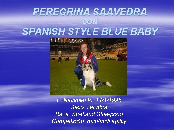 PEREGRINA SAAVEDRA CON SPANISH STYLE BLUE BABY F. Nacimiento: 17/1/1996 Sexo: Hembra Raza: Shetland