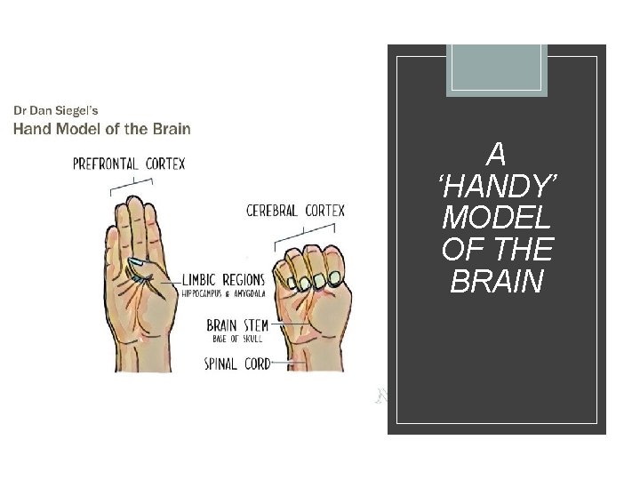 A ‘HANDY’ MODEL OF THE BRAIN 