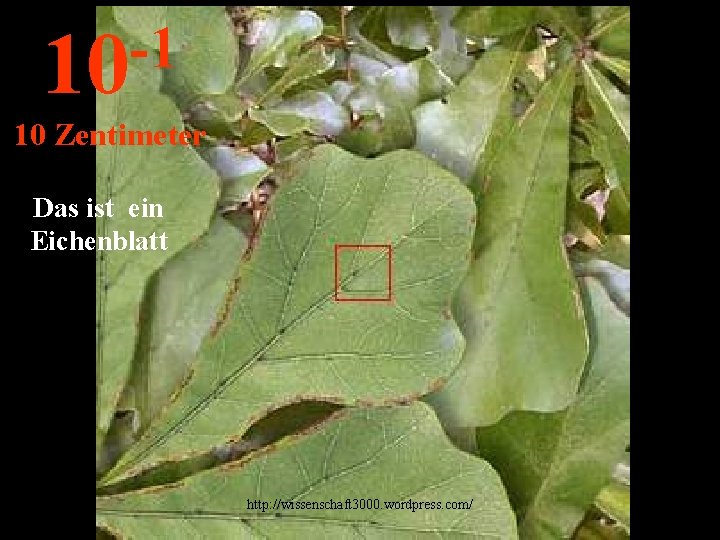 -1 10 10 Zentimeter Das ist ein Eichenblatt http: //wissenschaft 3000. wordpress. com/ 