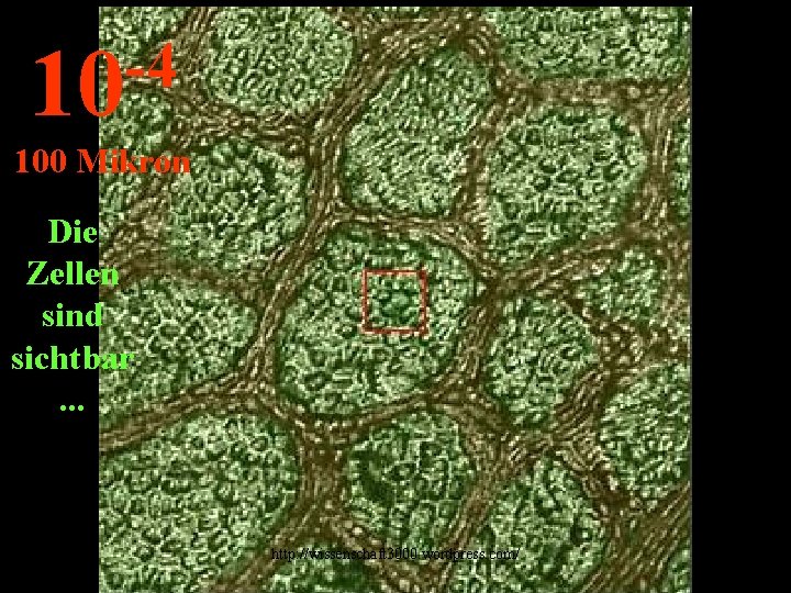 -4 10 100 Mikron Die Zellen sind sichtbar. . . http: //wissenschaft 3000. wordpress.