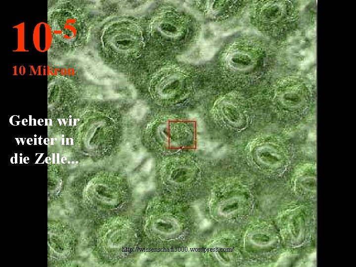 -5 10 10 Mikron Gehen wir weiter in die Zelle. . . http: //wissenschaft