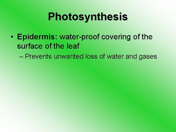 Photosynthesis • Epidermis: water-proof covering of the surface of the leaf – Prevents unwanted