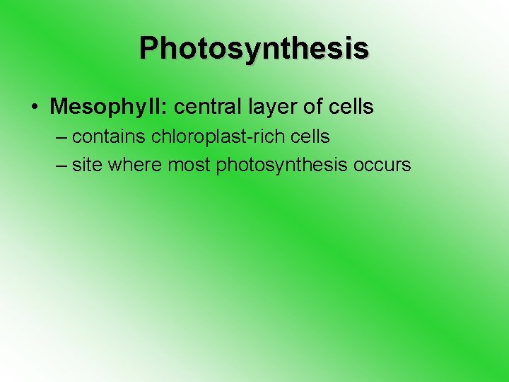 Photosynthesis • Mesophyll: central layer of cells – contains chloroplast-rich cells – site where