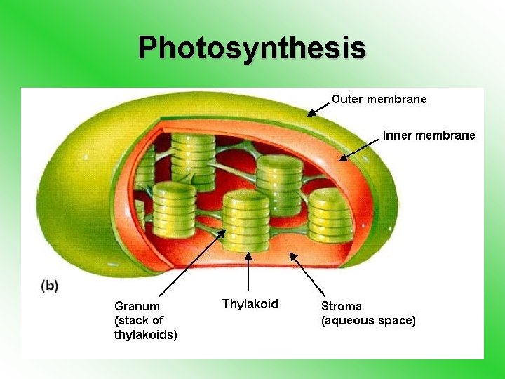 Photosynthesis 