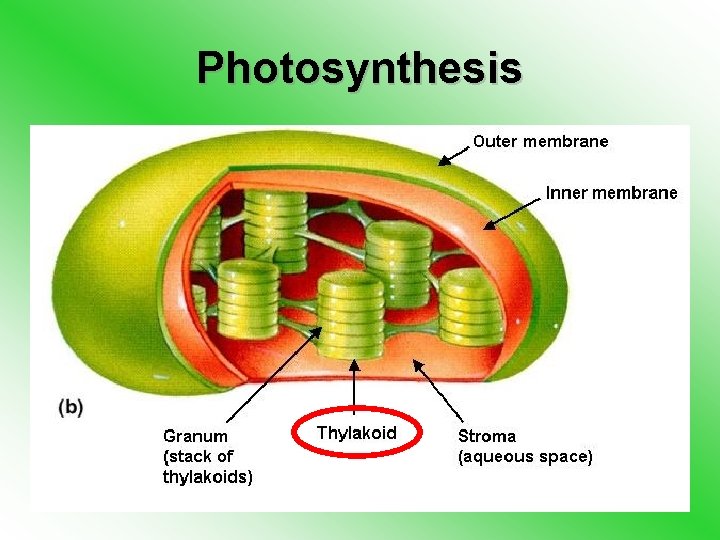 Photosynthesis 