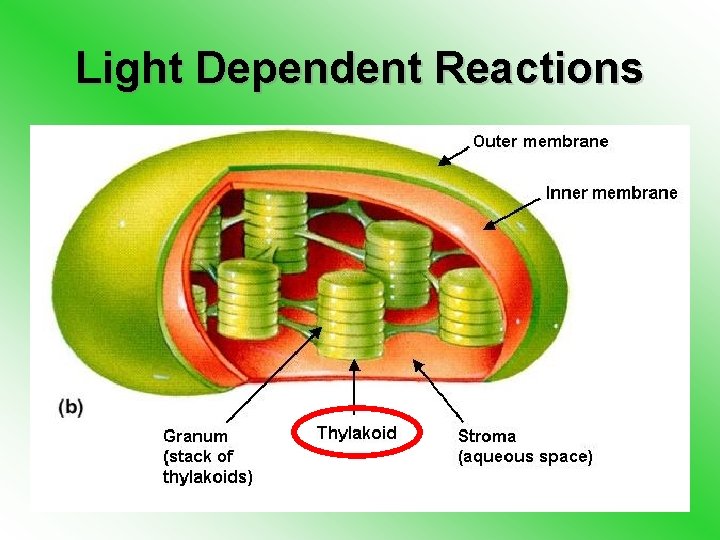 Light Dependent Reactions 