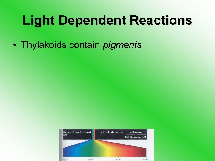 Light Dependent Reactions • Thylakoids contain pigments 