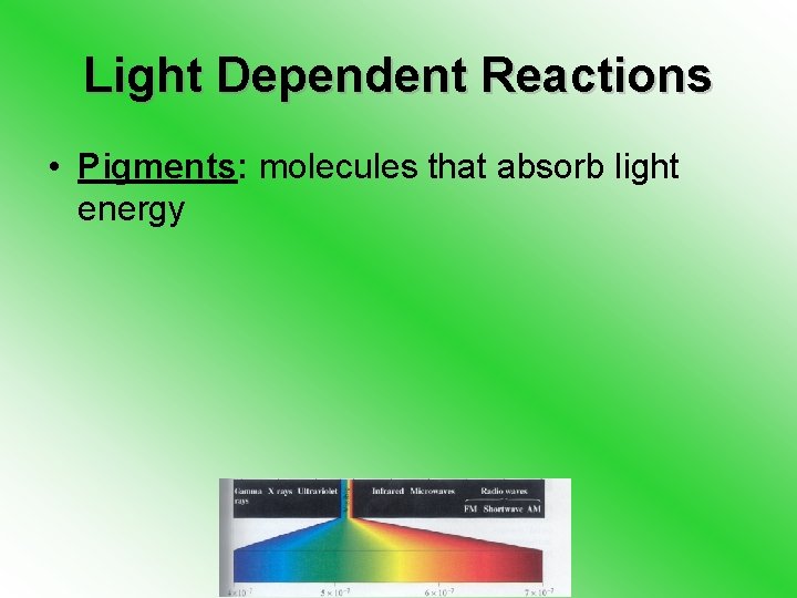 Light Dependent Reactions • Pigments: molecules that absorb light energy 