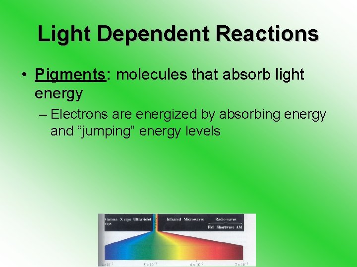 Light Dependent Reactions • Pigments: molecules that absorb light energy – Electrons are energized
