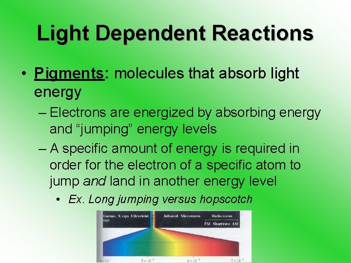 Light Dependent Reactions • Pigments: molecules that absorb light energy – Electrons are energized