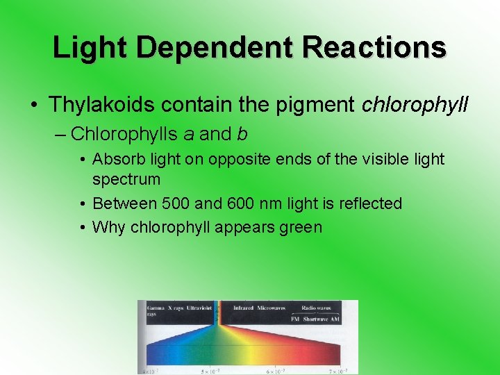 Light Dependent Reactions • Thylakoids contain the pigment chlorophyll – Chlorophylls a and b