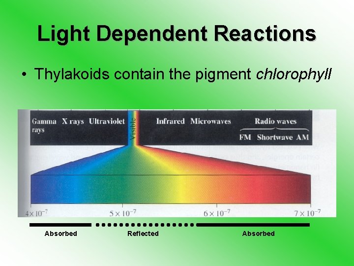 Light Dependent Reactions • Thylakoids contain the pigment chlorophyll Absorbed Reflected Absorbed 