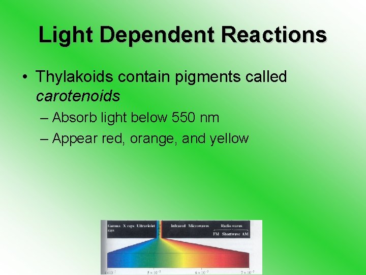 Light Dependent Reactions • Thylakoids contain pigments called carotenoids – Absorb light below 550