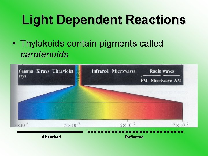 Light Dependent Reactions • Thylakoids contain pigments called carotenoids Absorbed Reflected 