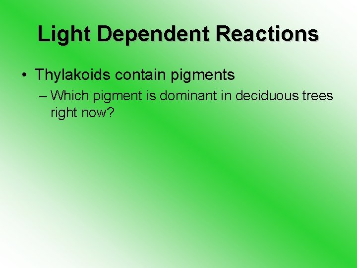 Light Dependent Reactions • Thylakoids contain pigments – Which pigment is dominant in deciduous