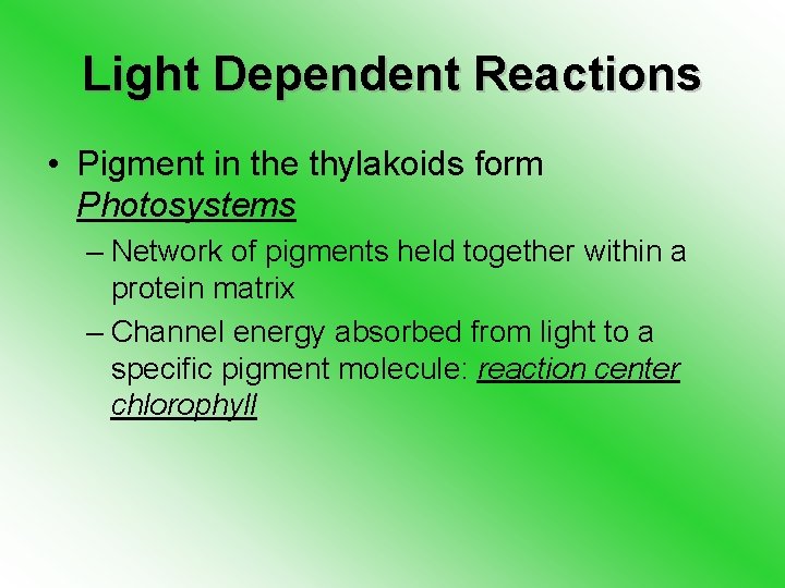 Light Dependent Reactions • Pigment in the thylakoids form Photosystems – Network of pigments