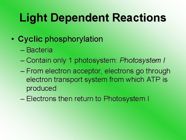 Light Dependent Reactions • Cyclic phosphorylation – Bacteria – Contain only 1 photosystem: Photosystem