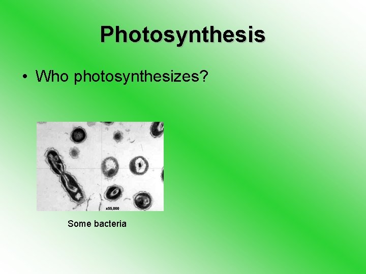 Photosynthesis • Who photosynthesizes? Some bacteria 