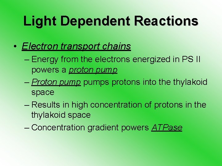 Light Dependent Reactions • Electron transport chains – Energy from the electrons energized in