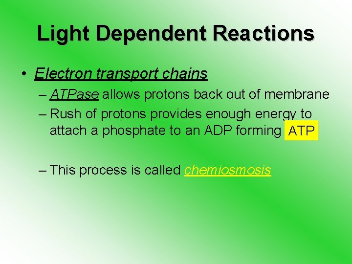 Light Dependent Reactions • Electron transport chains – ATPase allows protons back out of