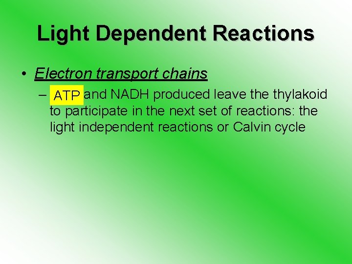 Light Dependent Reactions • Electron transport chains – ATP and NADH produced leave thylakoid