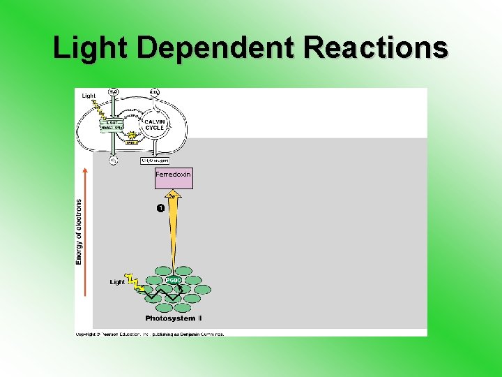 Light Dependent Reactions Ferredoxin 
