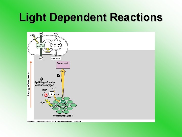 Light Dependent Reactions Ferredoxin Z 