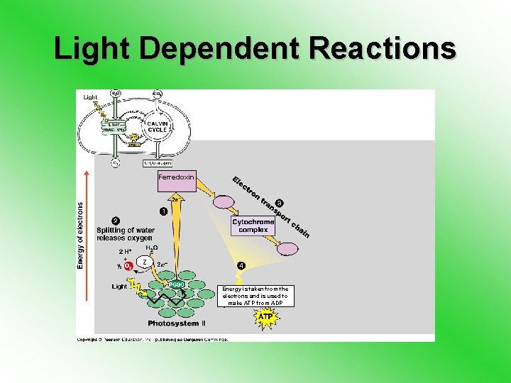 Light Dependent Reactions Ferredoxin Z Energy is taken from the electrons and is used