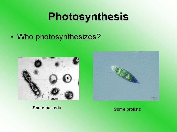 Photosynthesis • Who photosynthesizes? Some bacteria Some protists 