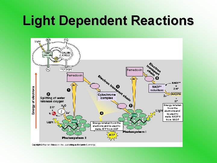 Light Dependent Reactions Ferredoxin Energy is taken from the electrons and is used to