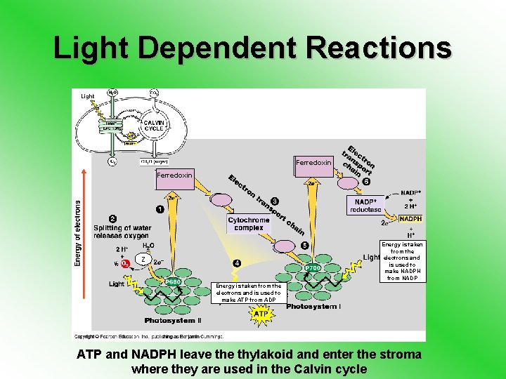 Light Dependent Reactions Ferredoxin Energy is taken from the electrons and is used to