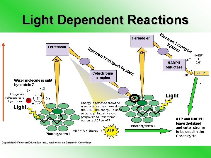 Light Dependent Reactions Ferredoxin Ele ctr on 2 H+ Oxygen is + released as
