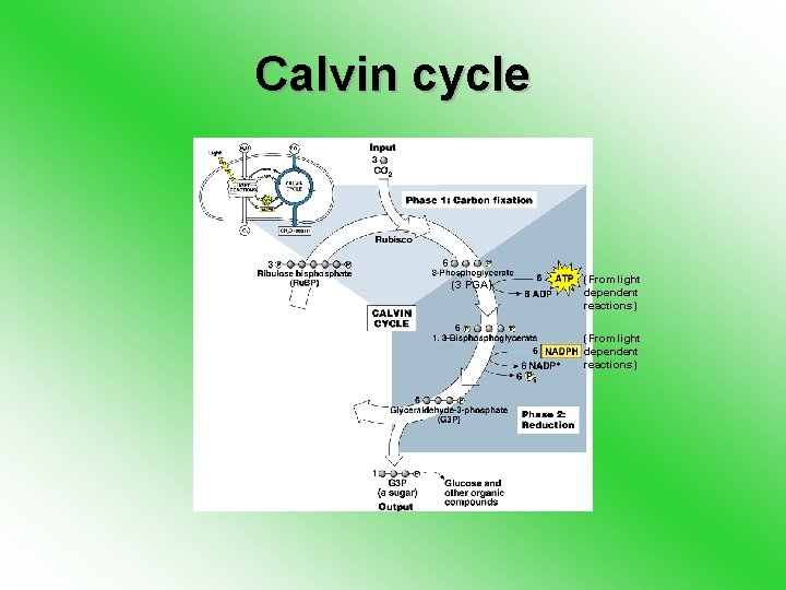 Calvin cycle (3 PGA) (From light dependent reactions) 