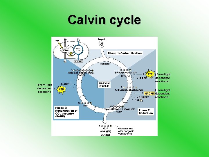 Calvin cycle (PGA) (From light dependent reactions) 