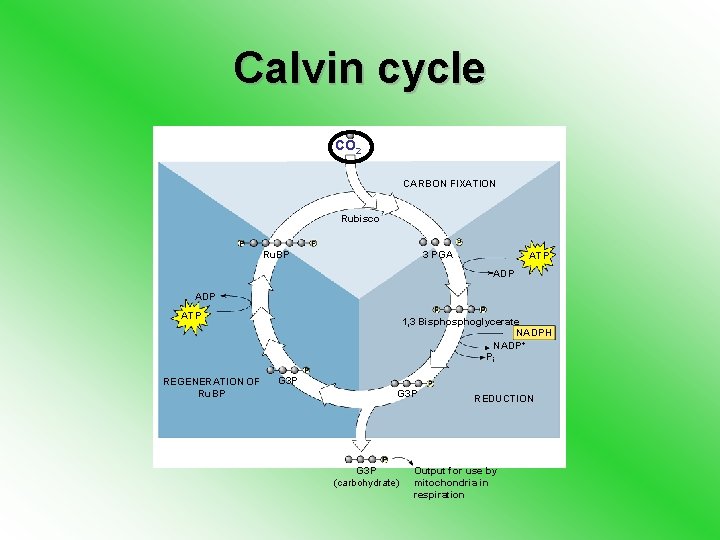 Calvin cycle CO 2 CARBON FIXATION Rubisco Ru. BP 3 PGA ATP ADP ATP