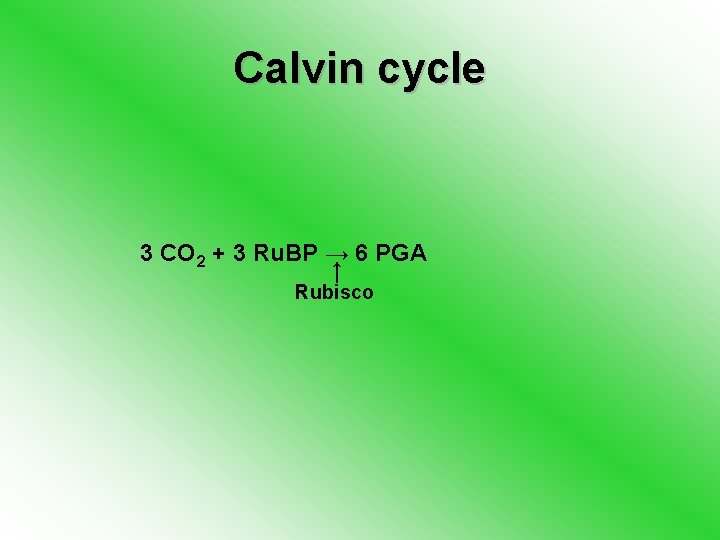 Calvin cycle 3 CO 2 + 3 Ru. BP → 6 PGA ↓ Rubisco