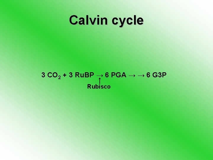 Calvin cycle 3 CO 2 + 3 Ru. BP → 6 PGA → →