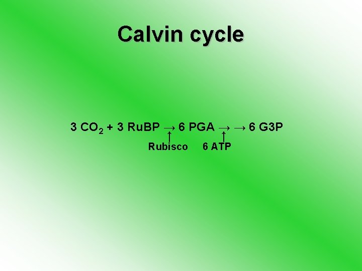 Calvin cycle 3 CO 2 + 3 Ru. BP → 6 PGA → →