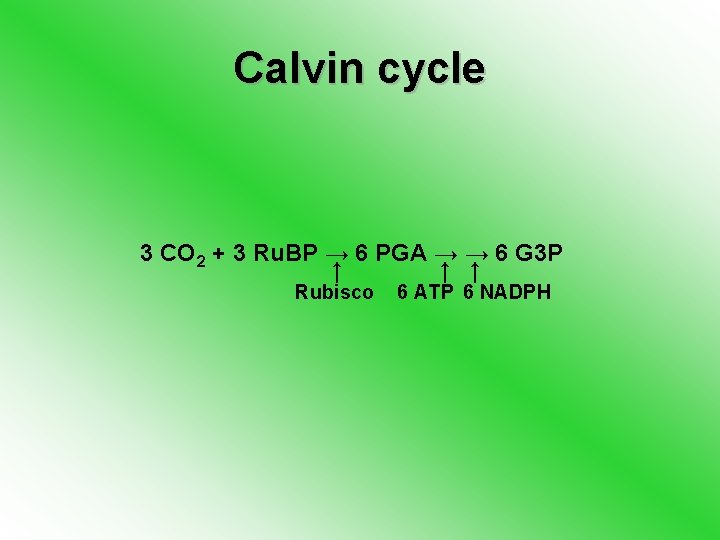 Calvin cycle 3 CO 2 + 3 Ru. BP → 6 PGA → →