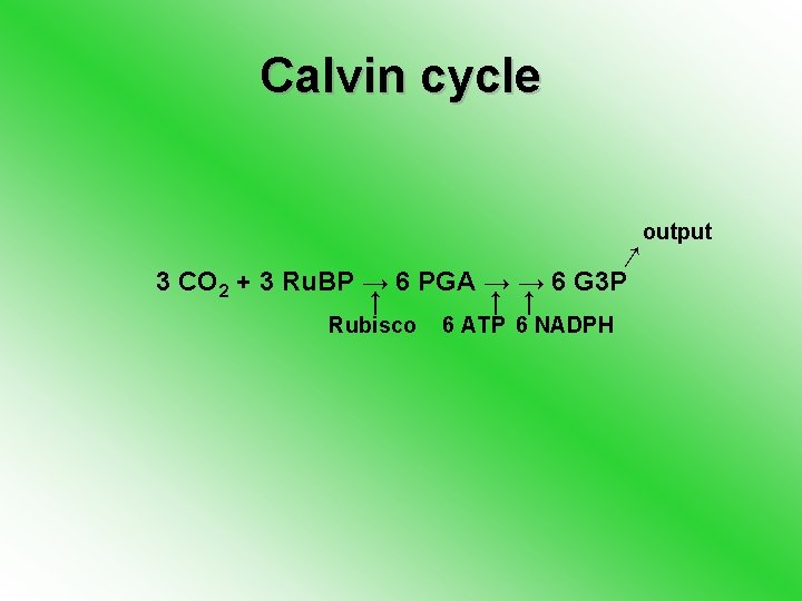 Calvin cycle output ↓ ↓ ↓ Rubisco 6 ATP 6 NADPH ↓ 3 CO