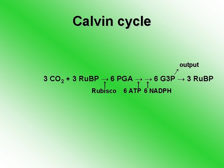 Calvin cycle output ↓ 3 CO 2 + 3 Ru. BP → 6 PGA