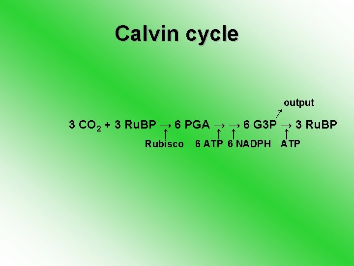 Calvin cycle output ↓ 3 CO 2 + 3 Ru. BP → 6 PGA