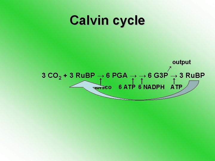 Calvin cycle output ↓ 3 CO 2 + 3 Ru. BP → 6 PGA