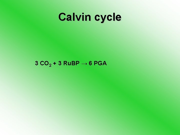 Calvin cycle 3 CO 2 + 3 Ru. BP → 6 PGA 