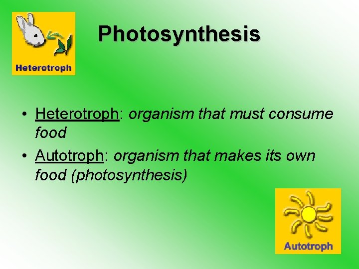 Photosynthesis • Heterotroph: organism that must consume food • Autotroph: organism that makes its