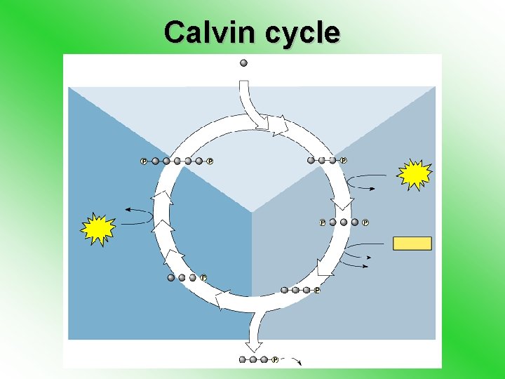 Calvin cycle 