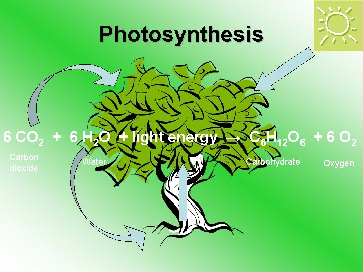 Photosynthesis 6 CO 2 + 6 H 2 O + light energy → C