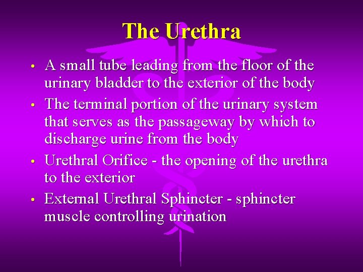 The Urethra • • A small tube leading from the floor of the urinary
