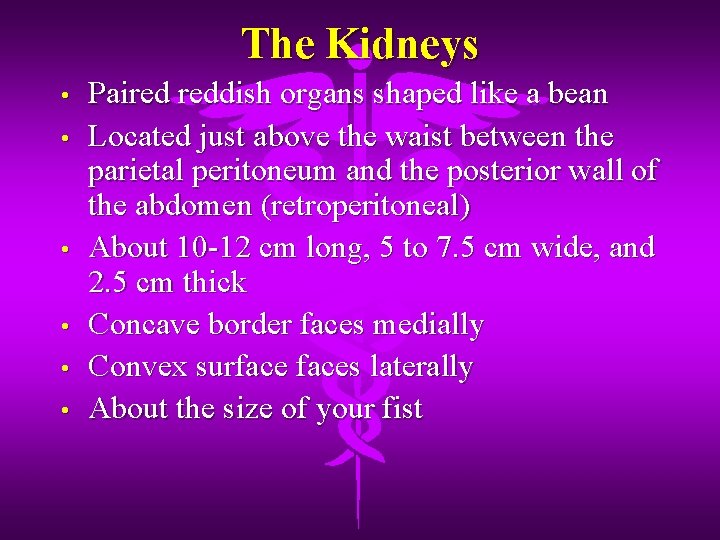 The Kidneys • • • Paired reddish organs shaped like a bean Located just