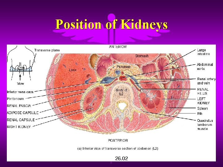 Position of Kidneys 